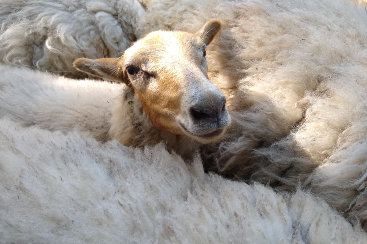 schapenwolkje (6mnd+)